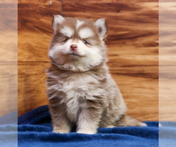 Medium Photo #1 Pomsky Puppy For Sale in DEER GROVE, IL, USA