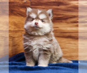 Pomsky Puppy for sale in DEER GROVE, IL, USA