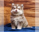 Small Pomsky