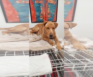 Golden Retriever-Huskies Mix Dogs for adoption in Dallas, TX, USA