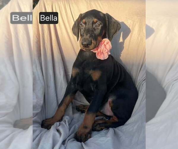Medium Photo #6 Doberman Pinscher Puppy For Sale in POMEROY, OH, USA
