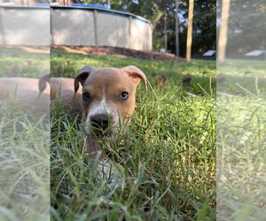Milo - Male Boxer-Unknown Mix Dog for Adoption - Photo #8