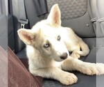 Small Photo #1 Siberian Husky Puppy For Sale in SPRING VALLEY, CA, USA