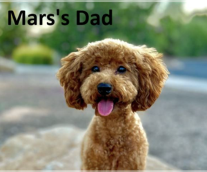 Father of the Cavapoo puppies born on 06/01/2025