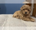 Puppy 3 Poodle (Toy)