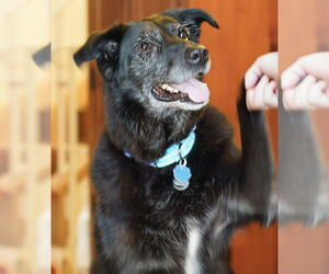 Cardi - Female Shepradors Dog for Adoption - Photo #5