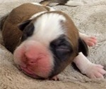 Small Photo #8 Boxer Puppy For Sale in JOLIET, IL, USA