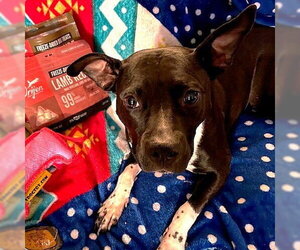 Persephone - Female Mutt Dog for Adoption - Photo #9