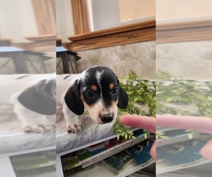 Dachshund Puppy for Sale in GREENWOOD, Wisconsin USA