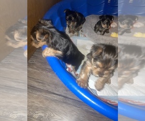 Yorkshire Terrier Puppy for sale in HOPE, AR, USA