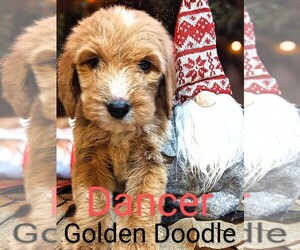 Goldendoodle Puppy for sale in RAEFORD, NC, USA