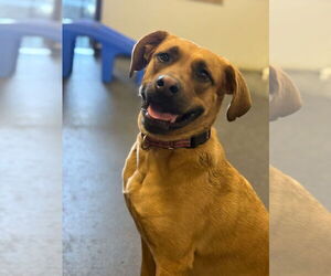 Black Mouth Cur Dogs for adoption in Chandler, AZ, USA