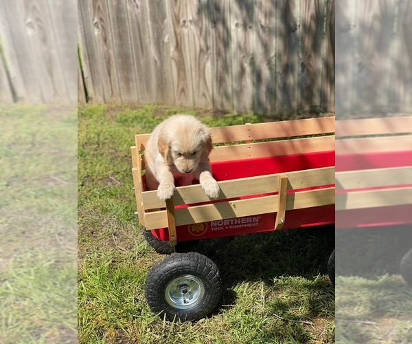 Medium Photo #8 Golden Retriever Puppy For Sale in JOPLIN, MO, USA