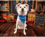 Small #2 Chihuahua-Chow Chow Mix