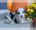 Small #9 Australian Shepherd