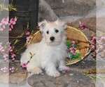 Small #1 West Highland White Terrier