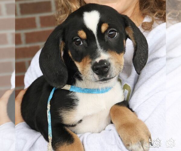 Medium Photo #1 Jack Russell Terrier-Unknown Mix Puppy For Sale in Washington, DC, USA