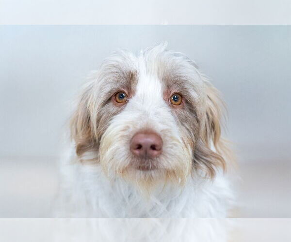Medium Photo #7 Aussiedoodle Puppy For Sale in Mundelein, IL, USA