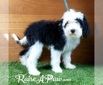 Small Photo #3 Sheepadoodle Puppy For Sale in OVERGAARD, AZ, USA