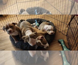American Bully Puppy for sale in MACUNGIE, PA, USA