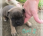 Puppy Puppy 2 Olde English Bulldogge
