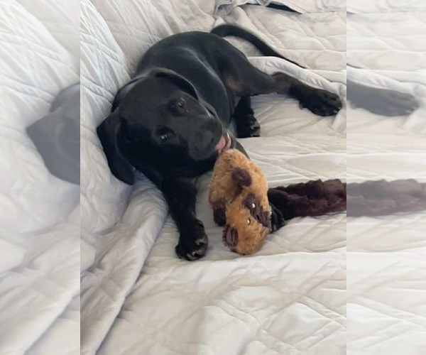 Medium Photo #5 Spanador Puppy For Sale in Fort Worth, TX, USA