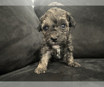 Small #9 Goldendoodle-Shih Tzu Mix