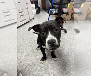 Staffordshire Bull Terrier-Unknown Mix Dogs for adoption in Pasadena, TX, USA