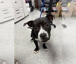 Small Staffordshire Bull Terrier Mix
