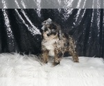 Small #4 Poodle (Miniature)
