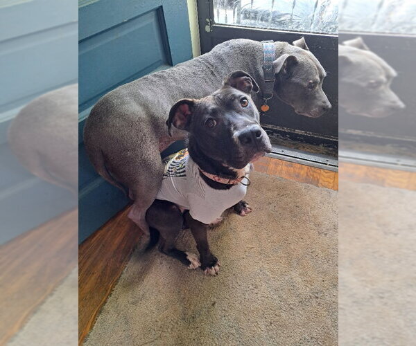 Medium Photo #59 American Pit Bull Terrier-Unknown Mix Puppy For Sale in Germantown, OH, USA