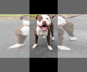 Father of the American Pit Bull Terrier puppies born on 01/13/2026