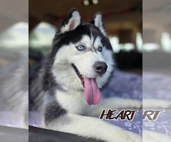 Medium Photo #2 Siberian Husky Puppy For Sale in Severn, MD, USA