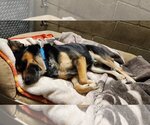Small #2 Australian Shepherd-German Shepherd Dog Mix