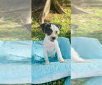Small #5 Shih Tzu