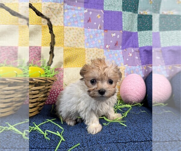 Medium Photo #3 Shiranian Puppy For Sale in PEMBROKE PINES, FL, USA