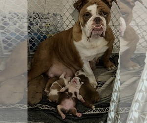 Olde English Bulldogge Puppy for Sale in HAMMOND, Indiana USA