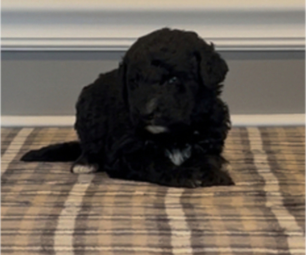 Medium Photo #18 Bernedoodle-Labradoodle Mix Puppy For Sale in MILFORD, NJ, USA