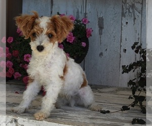 Poodle (Miniature) Puppy for sale in FREDERICKSBURG, OH, USA