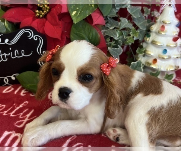 Medium Photo #4 Cavalier King Charles Spaniel Puppy For Sale in ABILENE, TX, USA