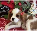 Small #3 Cavalier King Charles Spaniel