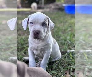 American Pit Bull Terrier Puppy for sale in MIAMI, FL, USA
