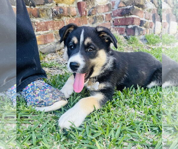 Medium Photo #3 Mutt Puppy For Sale in Marina Del Rey, CA, USA