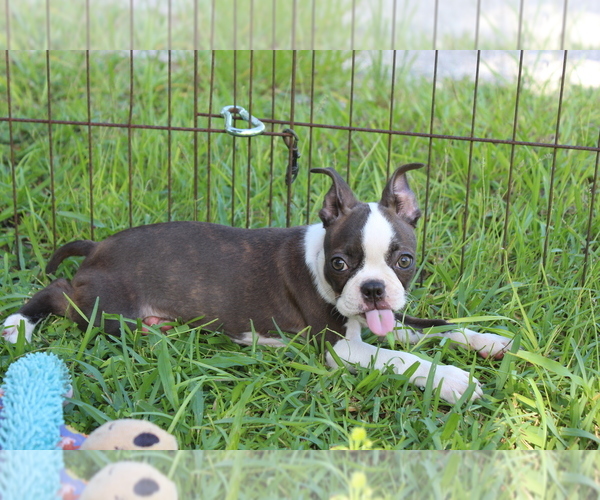 Medium Photo #9 Boston Terrier Puppy For Sale in BROOKSVILLE, FL, USA