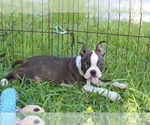 Small #8 Boston Terrier