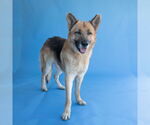 Small #1 German Shepherd Dog