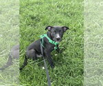 Small #10 American Staffordshire Terrier Mix