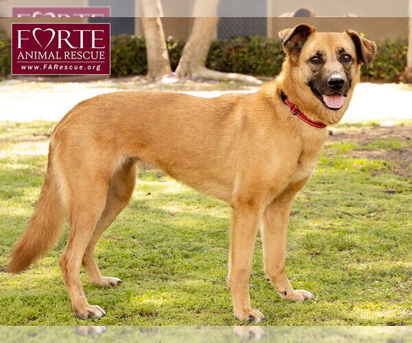 Medium Photo #9 Labrador Retriever-Unknown Mix Puppy For Sale in Marina del Rey, CA, USA