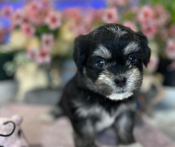 Medium Photo #4 Hava-Apso Puppy For Sale in METUCHEN, NJ, USA