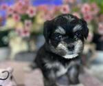 Small #3 Hava-Apso